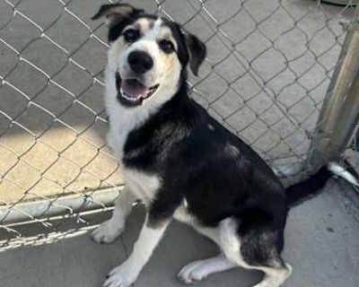 Snowball - Husky/Mixed Breed (Medium) Mix Female Puppy for Adoption