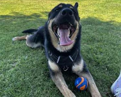Max - German Shepherd Dog Male Dog for Adoption