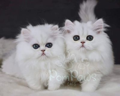 Cute Persian Kittens Available in New York City