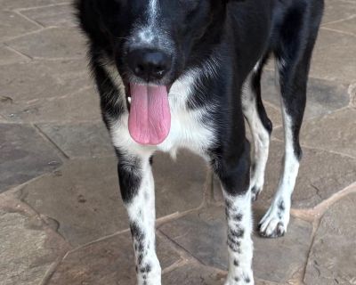 Pinto - Border Collie & Australian Cattle Dog / Blue Heeler Mix Male Dog for Adoption