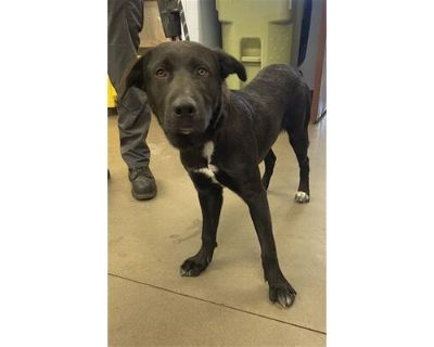 BANDIT - Labrador Retriever Male Dog for Adoption