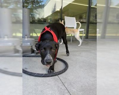 MADDY - Labrador Retriever Mix Female Puppy for Adoption