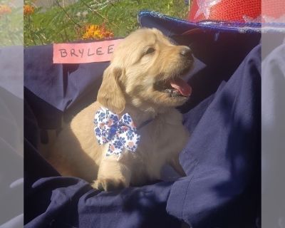 Litter of 9 - Golden Retriever Female Puppy for Adoption