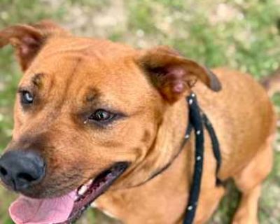 Blakely - Hound (Unknown Type)/Boxer Mix Female Dog for Adoption
