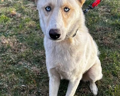 Toby - Mixed Breed Male Dog for Adoption