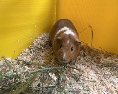 Iaine - Guinea Pig Male for Adoption