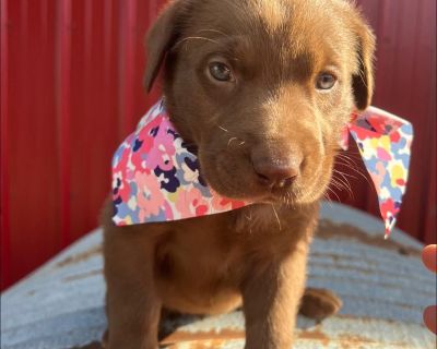 3 Male and 3 Female Labrador Retriever Puppies for Sale