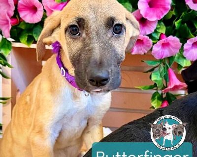 Butterfinger - Great Dane & Labrador Retriever Mix Female Puppy for Adoption