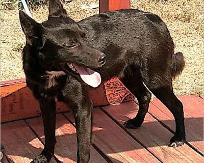 Sweet great affectionate dog. Approx 25 pounds. Saved in San Antonio, TX . please email us for a link to apply to adopt. Neutered, all current on all shots, chipped, hw neg on hw preventative and flea/tick preventative. Our adoption fees only cover some of our costs, we pay for transport and health certificate from TX to save their lives! shaynesrescue.com