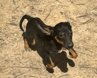 Sophie - Treeing Walker Coonhound Female Puppy for Adoption