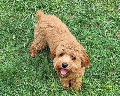 Rory - Cavalier King Charles Spaniel/Poodle (Miniature) Mix Male Dog for Adoption