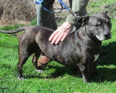 Zeus - Boston Terrier Male Dog for Adoption