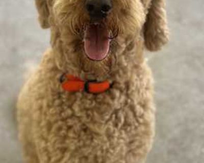 Harley - Goldendoodle Male Dog for Adoption