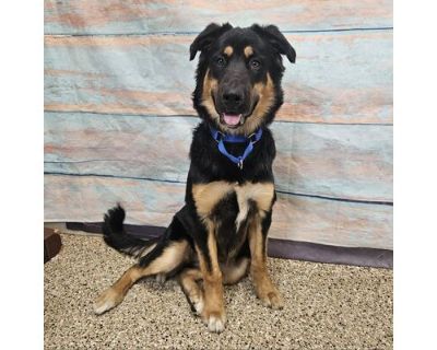 Saturn - Bernese Mountain Dog/Mixed Breed (Medium) Mix Female Dog for Adoption