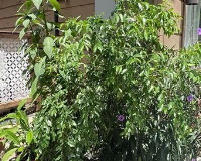 Jujube Tree
