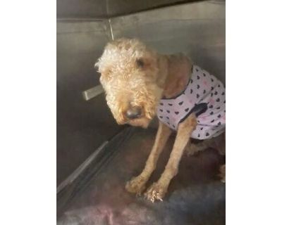 N\u00edce - Poodle (Standard)/Mixed Breed (Medium) Mix Female Dog for Adoption