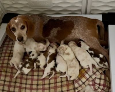 5 Weeks Old * Availability Date: 12/07/2025 * Shipping Area: Pick Up Only * Payment Method: Paypal, Cash *. AKC Beagle Puppies, raised in home with lots of love and socialization. Parents are both on site and were DNA tested for genetics prior to breeding. Items Included: Current vaccinations, dewormed, puppy bag with scent blanket, dog food sample, pop up water bowl, poo bags with holder, akc ...