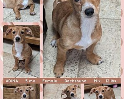 ADINA - Dachshund Female Puppy for Adoption