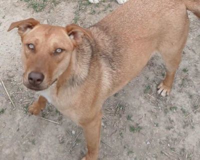 Child. Tan/yellow/fawn. Shay was so fortunate that a young hero stepped up and saved her life! She s been hanging out at the rescue, eating a lot, playing a ton, bringing joy to everyone at the rescue, but something s missing. That something is a forever home! For Shay to live her very best life she needs humans to love her and who she can show her unconditional loyalty to! Shay gets along with...