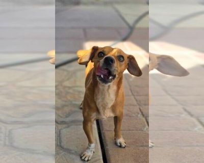 Marvin - Dachshund Male Puppy for Adoption