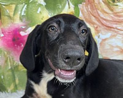 Tilly - Great Pyrenees/Weimaraner Mix Female Puppy for Adoption