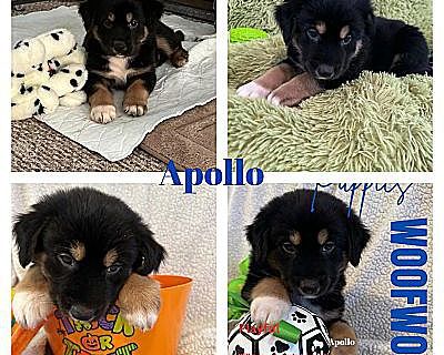 Apollo - Australian Shepherd/Border Collie Mix Male Puppy for Adoption