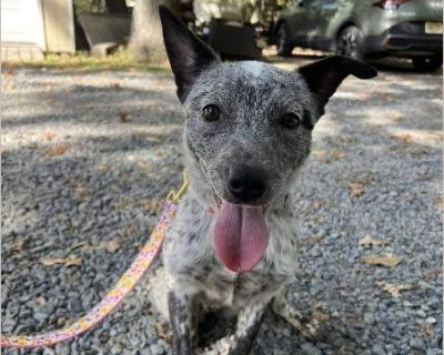 Say hello to Becca, a 6-month-old cattle dog pup weighing about 25 lbs. With her sweet face and sharp mind, Becca is a gem waiting for the right person to come along. Cattle dogs are smart, active working breeds who thrive with stimulation, structure, and activity-Becca is no exception. She'll need someone experienced or knowledgeable about her breed who can give her plenty of enrichment and gu...