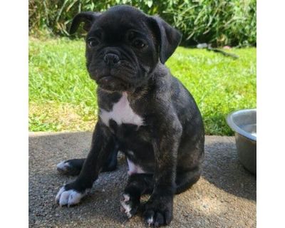 Bowie - Pug/Mixed Breed (Medium) Mix Male Puppy for Adoption