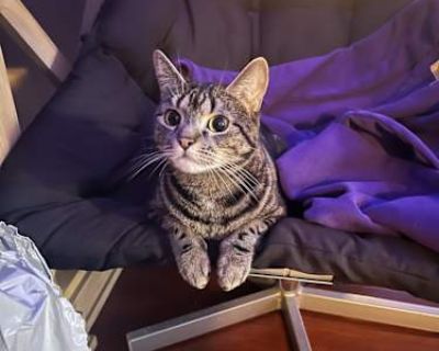 Meet Mini Mini is a 4-year-old kitty full of energy, curiosity, and love to give. She is playful and mischievous, loves to run around and be chased, and always finds a way to get into little adventures around the house. Though independent, Mini is also very affectionate and loves giving kisses to people she trusts. She can be a bit shy at first, but with patience and care, she becomes the perfe...