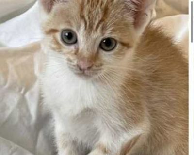 Adonis is the smallest of his siblings but with love and nurturing from his new family he will grow into a strong boy befitting his name. He is mild mannered and super affectionate. Cuddling up in your lap for long naps will be his favorite pass time.. Good with cats Spayed / Neutered Housetrained. Breed Domestic Shorthair Color Orange or Red (Mostly) Age Kitten Sex Male Pet ID 21999178 Hair Le...