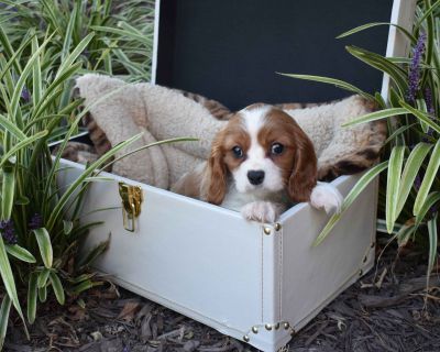 4 Male and 1 Female Cavalier King Charles Spaniel Puppies for Sale