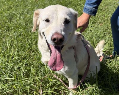 Meet Uma, the 4 year old dog of your dreams! This beautiful girl is always up for an adventure and will keep you on your toes. With her curious and affectionate nature, she is the perfect companion for all your explorations. Uma is as loyal as they come and will be your best friend for life. She's also a smart cookie, always figuring out new tricks and treats. The life of the party, Uma is frie...