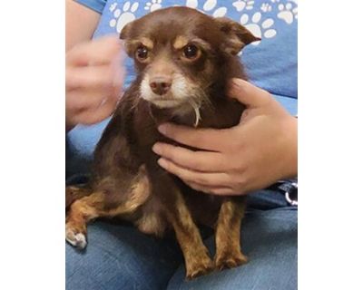 PINTO - Chihuahua Male Dog for Adoption