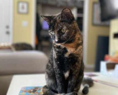 Luna - American Shorthair Female Cat for Adoption
