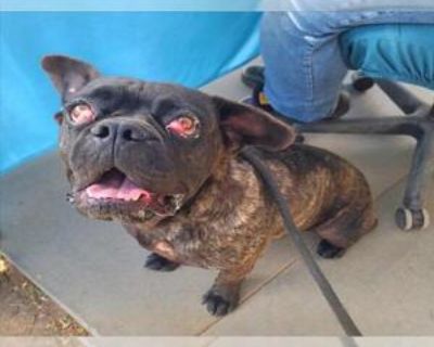 Adult * Location Long Beach, CA, 90815 USA USA *. Dog Breed: Staffordshire Bull Terrier / French Bulldog / Mixed (medium coat). Physical Attributes Coat Length: Medium Additional Information Was the Dog Found No