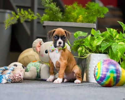 Introducing a stunning AKC Boxer puppy, Macky! Not only does he have a striking appearance, he carries himself with confidence that radiates elegance and charm. His irresistible, vibrant personality is as captivating as his good looks. Whether you take him for a walk to explore the outdoors, teach him a new trick or snuggle up for a nap, he will love being by your side. His curiosity will keep ...