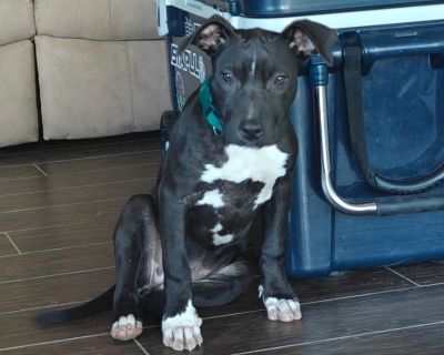 Ducky - Labrador Retriever Mix Female Dog for Adoption