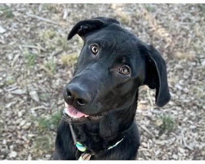 PRINCE ERIC - Labrador Retriever Male Dog for Adoption