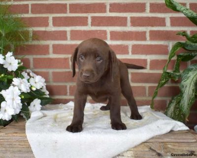 Berry - 7 Weeks Female Chocolate Labrador Retriever Puppy for Sale