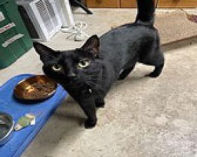 Shadow - Domestic Shorthair Male Cat for Adoption