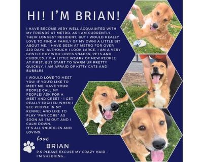 BRIAN - American Pit Bull Terrier/Akita Mix Male Dog for Adoption