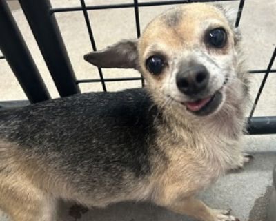 Health Vaccinations up to date.. Puppy Female Small Yellow / Tan / Blond / Fawn , Black