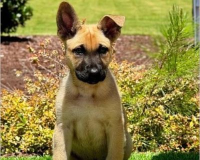 Elaine - Female Puppy German Shepherd mix for Adoption
