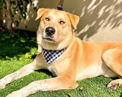 Bowie - Labrador Retriever Male Puppy for Adoption