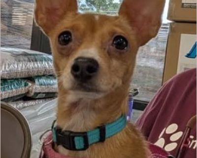 Frisco - Female Puppy Chihuahua for Adoption