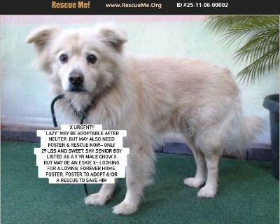Courtesy Posting: X URGENT AT BALDWIN PARK, CA (SO CAL) ID #A5732903 LOS ANGELES COUNTY ANIMAL SERVICES- 'LAZY' MAY BE ADOPTABLE AFTER NEUTER, BUT MAY also NEED FOSTER & RESCUE NOW- ONLY 29 LBS AND SWEET, shy SENIOR BOY LISTED AS A 9 YR MALE CHOW X, BUT MAY BE AN ESKIE X- looking for a LOVING, FOREVER HOME, FOSTER, FOSTER TO ADOPT AND OR A RESCUE TO SAVE HIM!! We are in urgent need of finding a...