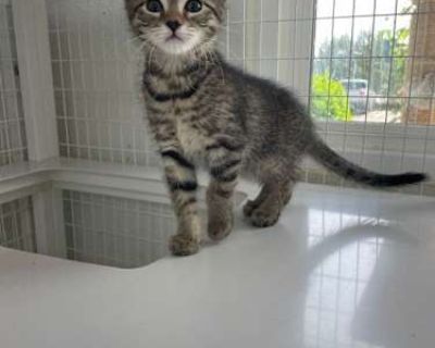 25-05 Eva - Domestic Shorthair Female Cat for Adoption