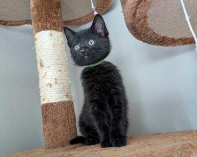 Malachite - Domestic Shorthair Male Cat for Adoption