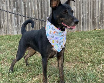 Kenzie - Shepherd Mix Female Dog for Adoption