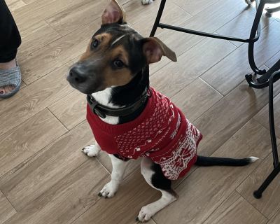 Monk - Australian Kelpie Mix Male Dog for Adoption